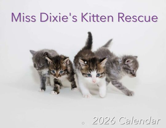 Miss Dixies Kitten Kescue 2026 Calendar Cover