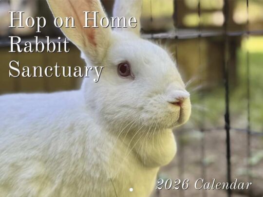 Rabbit Rescue 2026 Calendar Cover