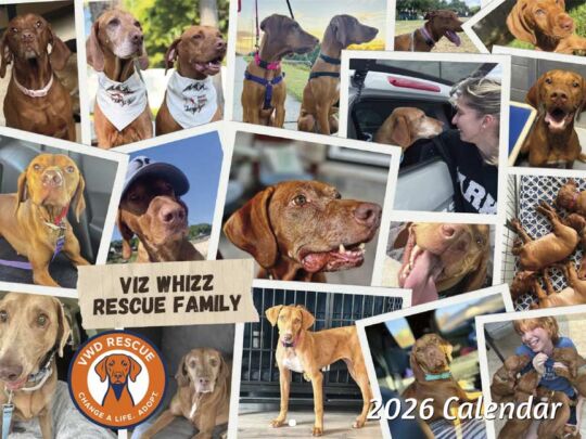 Viz Whizz Dogs Rescue 2026 Calendar Cover