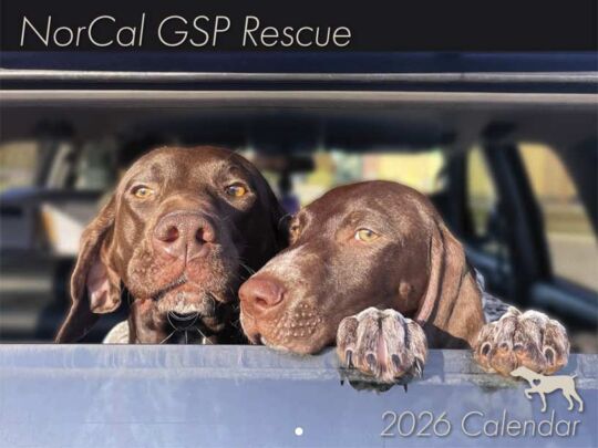 Norcal GSP Rescue 2026 Calendar Cover