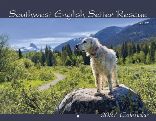 SW English Setter Rescue 2027 Calendar Cover