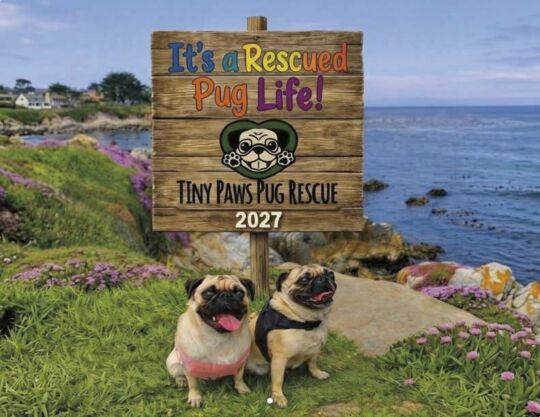 Tiny Paws Pug Rescue 2027 Calendar Cover
