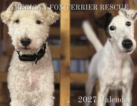 American Fox Terrier Rescue 2027 Calendar Cover