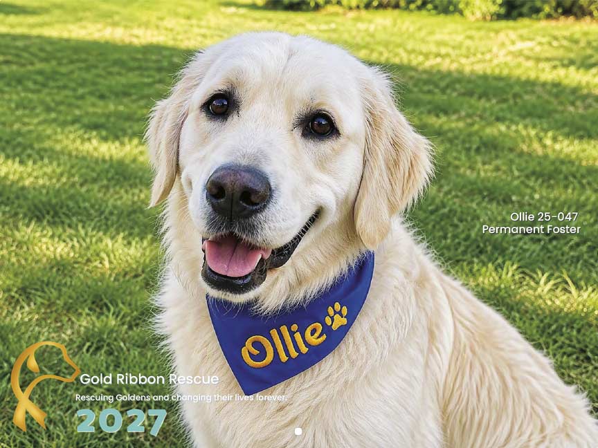 Gold Rbion Gold Ribbon Rescue 2027 Calendar - Yearbox Calendars