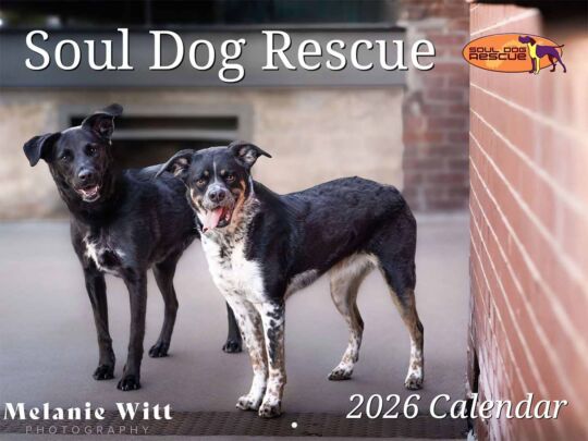 Soul Dog Rescue 2027 Calendar Cover